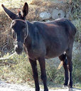 bulrib