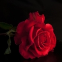 adi_433