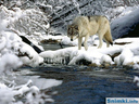 snow_wolf