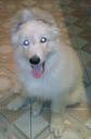 vasper