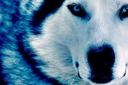 wolf_2011