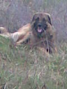 chansa