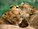 animal_world