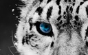 nat_geo_wild