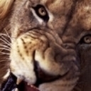 thecoollion