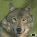 big_wolf