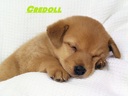 credoll