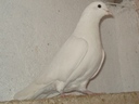baigatio