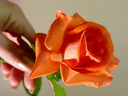 eli_2010