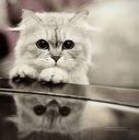theking_shadow