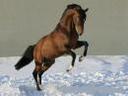 trakehner