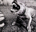 dodi_dogg