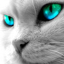 ivo_123