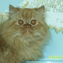 teddynik