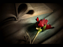 x_story_x
