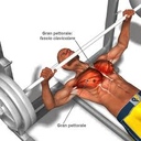 abs_plo4ki