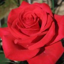 Bulgarian Rose