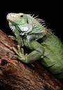 iguanateam