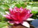 lotosa_78