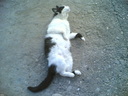 lonley_cat