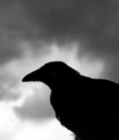 white_raven