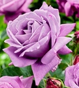 nedelina_63