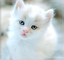 bebencety15