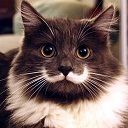 trap_moustaches