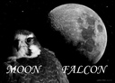 moon_falcon