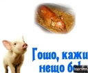 tedi_debelaka