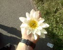 loving_blossom