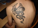 didodragon