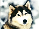 ogina_16