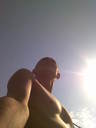 pitbul_83