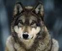 georgewolf