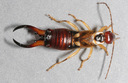 earwig