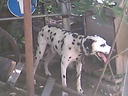 demona9568