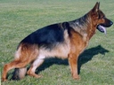 boss_141