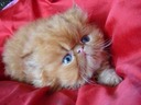 candy_devil_9