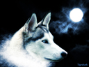roan1