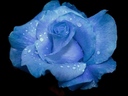 gerince_