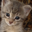 kikito1