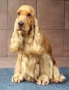 zamena