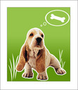 small_dog