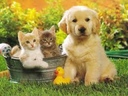 love_dogs