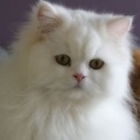 antoniyad