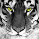 ismail_198