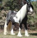 pavlon