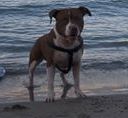 fridata