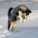 neverbackdown_
